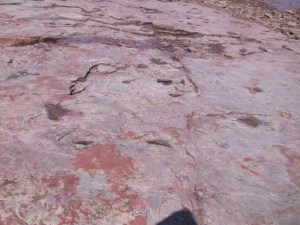 cheverie point tree roots in horton3