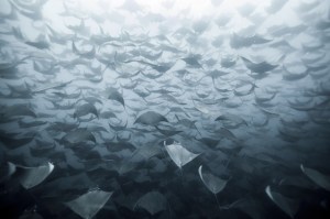 Mobula Rays by Eduardo Lopez Negrete National Geographic