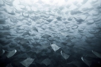 Mobula Rays by Eduardo Lopez Negrete National Geographic