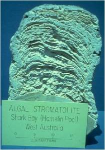 stromatolite modern