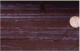 Rapittan hemipelagics