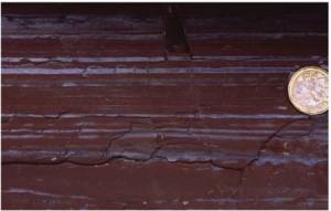 Rapittan hemipelagics